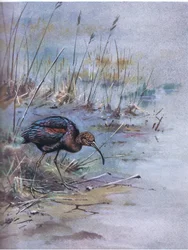 Glossy Ibis