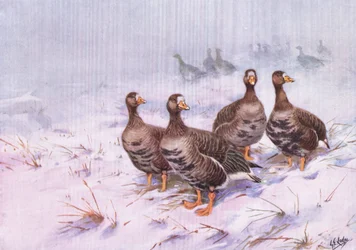 Greenland White Fronted Goose