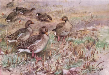 Grey Lag Geese