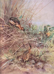 Little Bittern