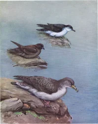 Madeiran Little Shearwater, Bulwer