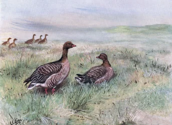Pink Footed Geese