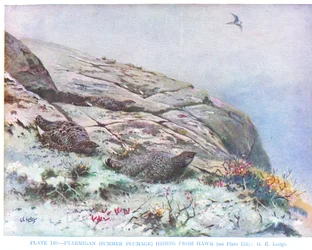 Ptarmigan Hiding from Hawk, Illustration from 