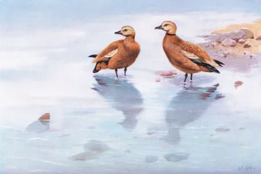 Ruddy Sheld Ducks