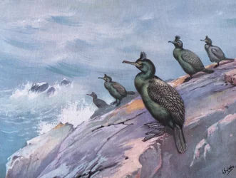 Shag or Green Cormorant