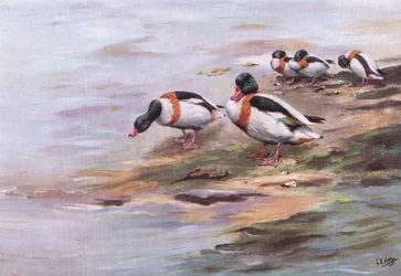 Sheld Ducks