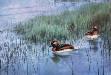 Slavion or Horned Grebe