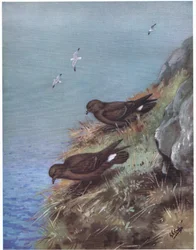 Storm Petrel