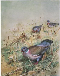 Wood Pigeon