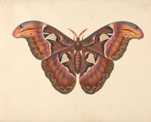 Atlas Moth