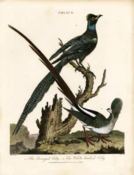 Glossy Starlings (Colius)