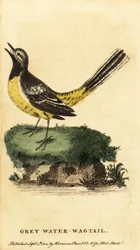 Grey Wagtail, Motacilla cinerea (engraving)