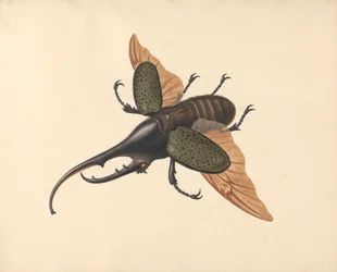 Hercules Beetle