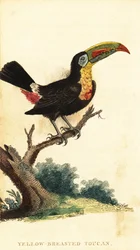 Keel-Billed Toucan, Ramphastos sulfuratus (engraving)