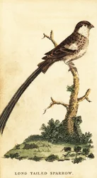 Pin-tailed Whydah, Vidua macroura