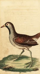 Sora, Porzana carolina, 1800 (engraving)