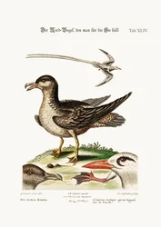 The Arctick Bird, supposed to be the Hen. The Tropick Bird