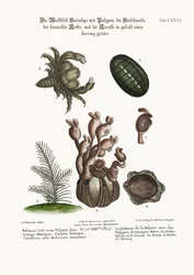The Balanus of the Whale with Polypes, the Limax Marina, the Hairy Crab, and the Herringbone Coralline