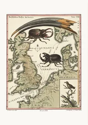 The Bill of the Aegyptian Ibis and the least Hummingbird, 1749-73