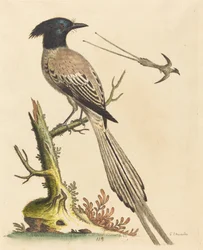 The Black and White Crested Bird of Paradise