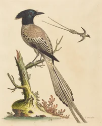 The Black and White Crested Bird of Paradise