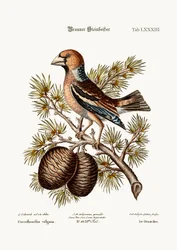 The Gros-Beak or Haw-Finch