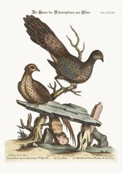 The Hen Peacock Pheasant from China, 1749-73