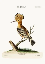 The Hoopoe