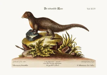 The Indian Ichneumon, 1749-73