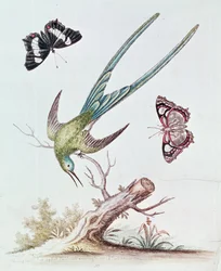 The Long-tailed Hummingbird, 1742