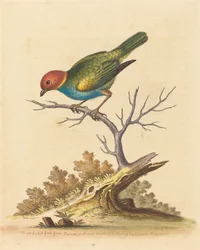 The Red-Headed Finch from Surinam
