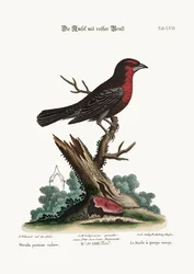 The Red-breasted Black-Bird