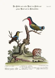 The Red-breasted Hummingbird, the Green-throated Hummingbird, and the Dormouse, 1749-73