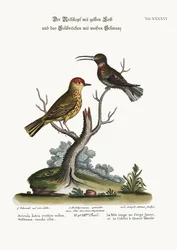 The Yellow Red-Pole and the White-tailed Hummingbird