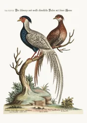 The Black and White Chinese Cock Pheasant with Its Hen