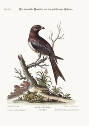 The Fork-tailed Indian Butcher-bird, 1749-73