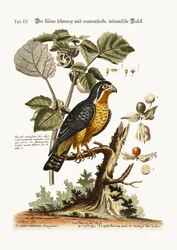 The little Black and Orange-coloured Indian Hawk, 1749-73