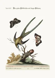 The long-tailed green Hummingbird, 1749-73
