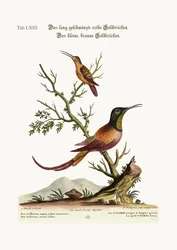 The long-tailed red Hummingbird. The little brown Hummingbird, 1749-73