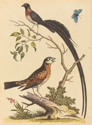 Two Birds, One with Very Long Tailfeathers, and Blue Butterfly