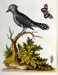 Watercolour Illustration from a Book of Rare Birds by G Edwards 1750