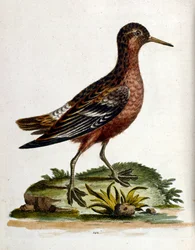 Watercolour Illustration from a Book of Rare Birds by G Edwards 1750