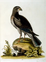 Watercolour Illustration from a Book of Rare Birds by G Edwards 1750