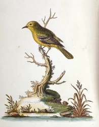 Watercolour Illustration from a Book of Rare Birds by G Edwards 1750