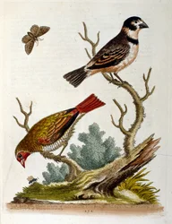 Watercolour Illustration from a Book of Rare Birds by G Edwards 1750