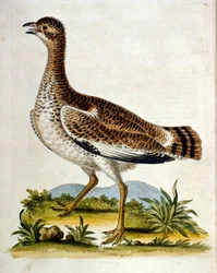 Watercolour Illustration from a Book of Rare Birds by G Edwards 1750