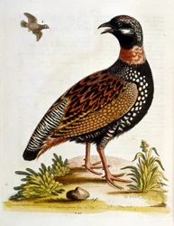 Watercolour Illustration from a Book of Rare Birds by G Edwards 1750
