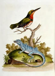 Watercolour Illustration from a Book of Rare Birds by G Edwards 1750