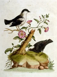 Watercolour Illustration from a Book of Rare Birds by G Edwards 1750