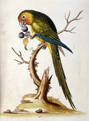 Watercolour illustration from a book of rare birds by G Edwards 1750
